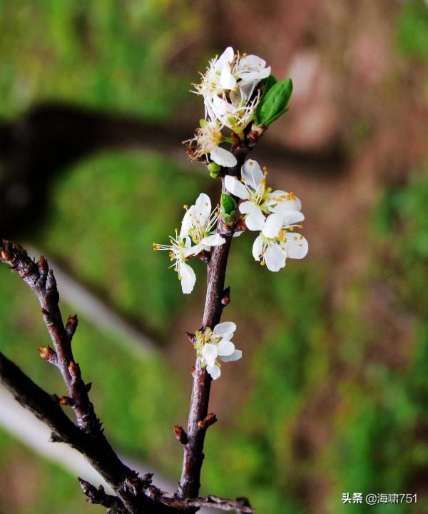 十八羅漢山的梨花開了