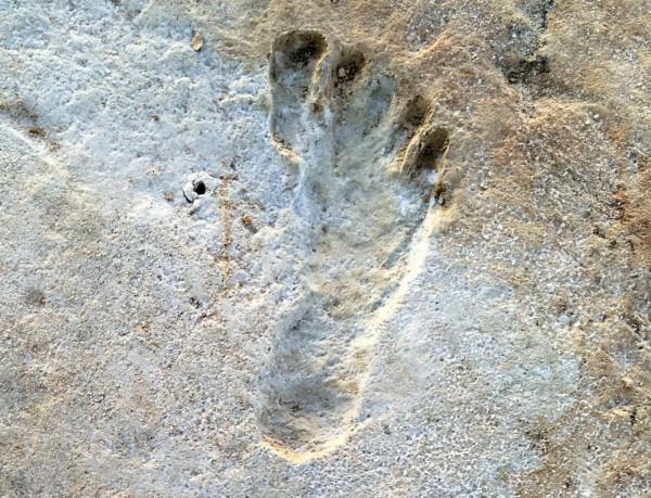 23000 年前的腳印顯示人類可能更早踏上美洲 23000 年前的腳印顯示人類可能更早踏上美洲