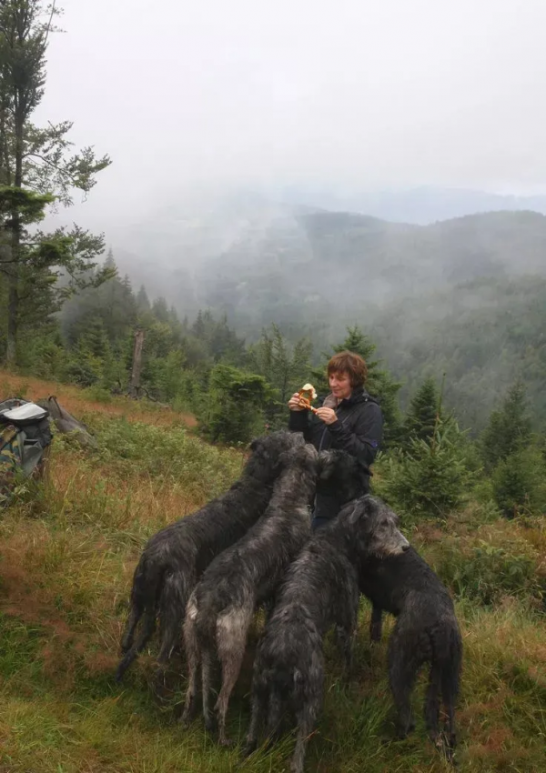 他是巨型犬中的戰鬥機，天生獵殺惡狼，現已成為軍犬中頂級猛犬