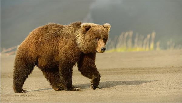 中國最恐怖的10大生命禁地2——羌塘自然保護區 中國最恐怖的10大生命禁地2——羌塘自然保護區