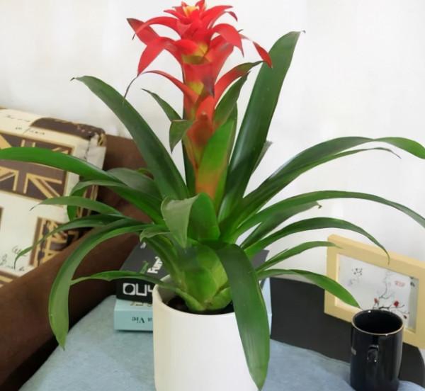 4種“吉祥花”,既漂亮又好養,越養越有福氣 4種“吉祥花”,既漂亮又好養,越養越有福氣