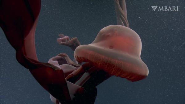 2021年拍攝到的珍稀深海生物 別樣又迷人