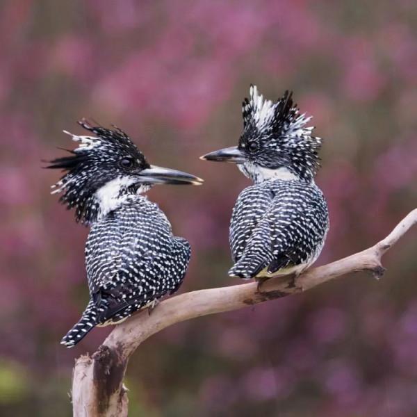 分享圖片動物界的美好時光