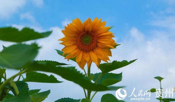 貴州修文： 向日葵花開成海迎客來