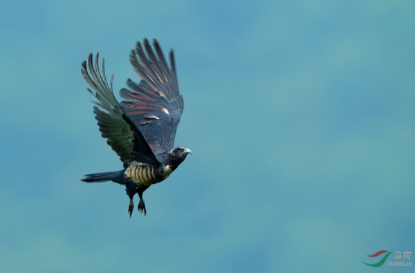 怒髮衝冠——黑冠鵑隼