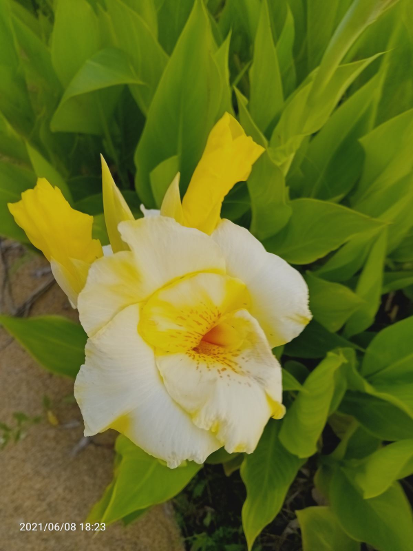 秋天常見的60種花，最全花卉圖譜，收藏起來慢慢看