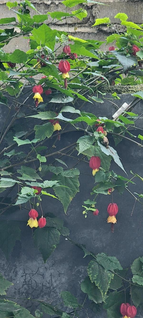 關於三星s21 ultra的一點吐槽及一點感想