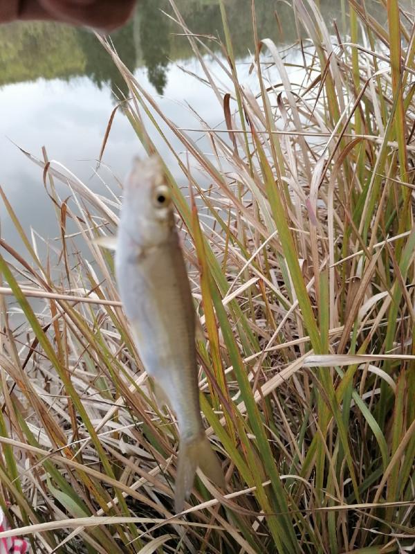 村裡小草塘也能爆桶？一起來看看