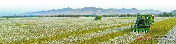 小棉籽串起產業鏈 小棉籽串起產業鏈