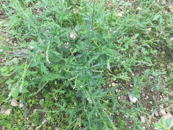 農村常見的“馬邊燒”，生活中能幫助很多人，你是否認識它？