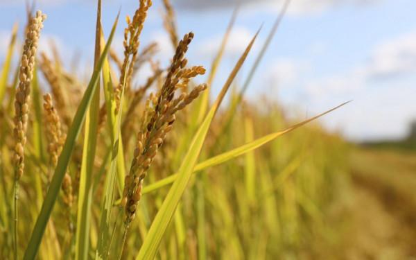 十八連豐背後 在黑龍江現代化國營農場裡 人們都在忙些什麼