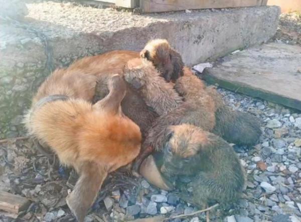 狗狗被拴在老屋前，卻常年得不到食物，主人：養來就是看家的