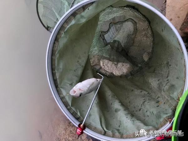 海口湖暴連野生鯽鯉