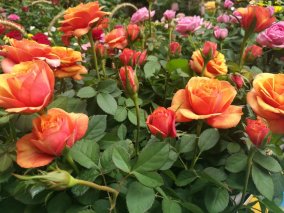 美麗的鮮花永遠開不敗的城市，雲南的花海