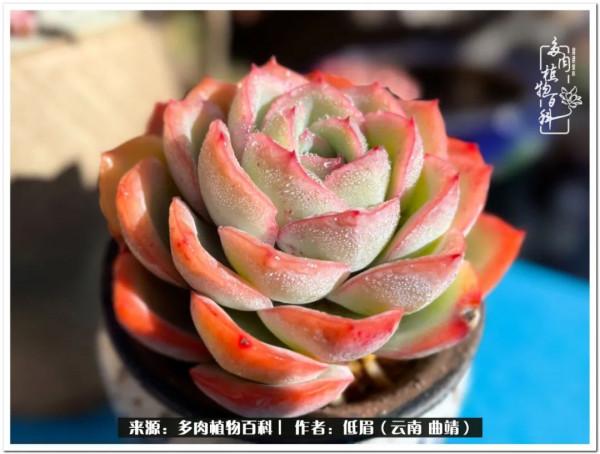 溫暖的多肉微語，陪你度過寒冷的聖誕平安夜！（2021）