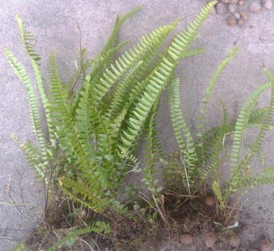 山上這種“鳳凰草”，地下埋“珍珠”，小時當零食，不知價值珍貴