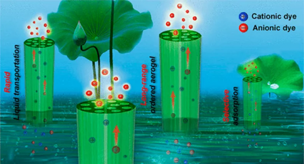 有序各向異性奈米纖維素氣凝膠,進行液體運輸和實時染料純化 有序各向異性奈米纖維素氣凝膠,進行液體運輸和實時染料純化