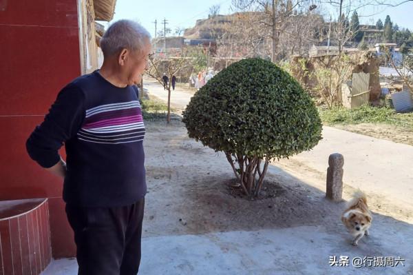 8旬農村大爺養只小狗3條腿，看家護院有本領，看長啥樣