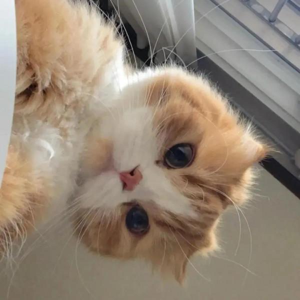 桌布頭像推薦——萌寵篇