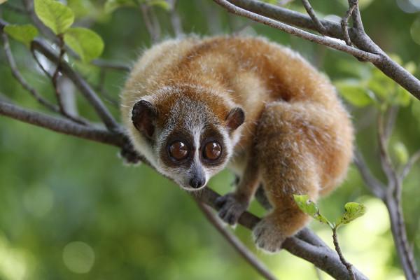 好聰明！雲南一蜂猴受傷跑到醫院“求治療”，為國家一級保護動物