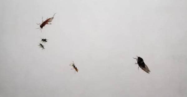 齊白石筆下的飛蟲,精細之極 齊白石筆下的飛蟲,精細之極