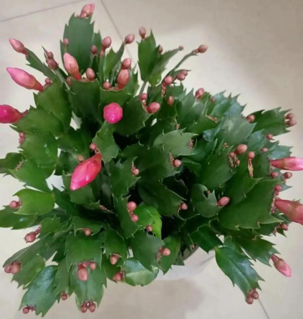 10種花得窮養,盆越小、水越少,越長得旺 10種花得窮養,盆越小、水越少,越長得旺