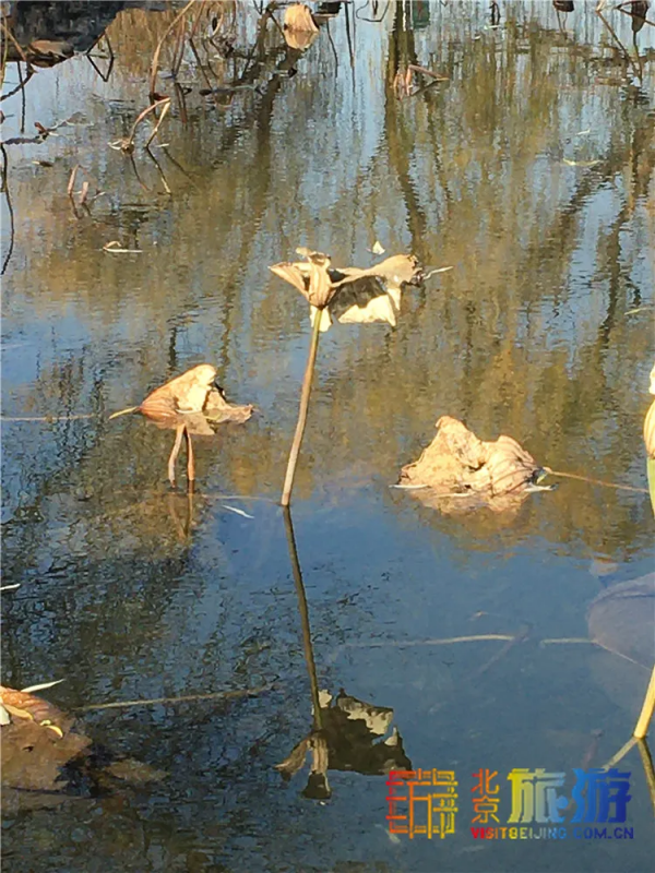 唯美浪漫！京城這個公園的水杉還紅著，錯過等明年~【送年票】
