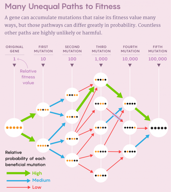 進化“景觀”能夠幫助預測COVID病毒的下一步動作