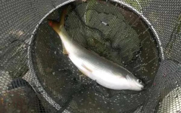 釣黃尾魚用什麼打窩好? 釣黃尾魚用什麼打窩好?