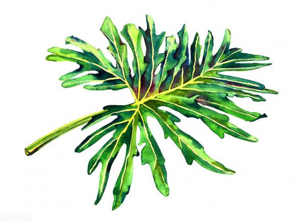 提高美感的綠植春羽之新買的春羽怎麼養