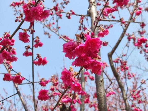 黿頭渚櫻花先睹為快