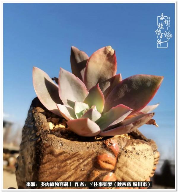 總有一段文字觸動心絃，總有那麼一盆多肉能打動你的心