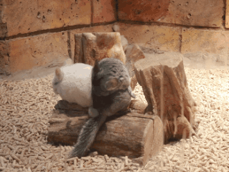 終於打卡了那個不可思議的萌寵館！你們會養這些奇葩寵物嗎？