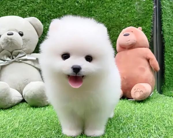 博美犬不是一般人可以養的,這幾個缺點很“致命” 博美犬不是一般人可以養的,這幾個缺點很“致命”