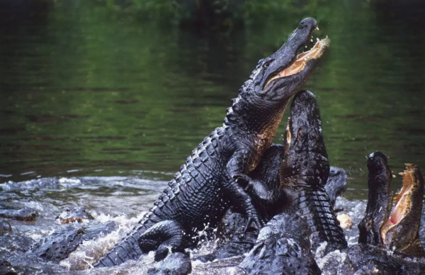 鱷魚家族有多倒黴?努力兩億年,次次在馬上稱霸時被地球針對 鱷魚家族有多倒黴?努力兩億年,次次在馬上稱霸時被地球針對