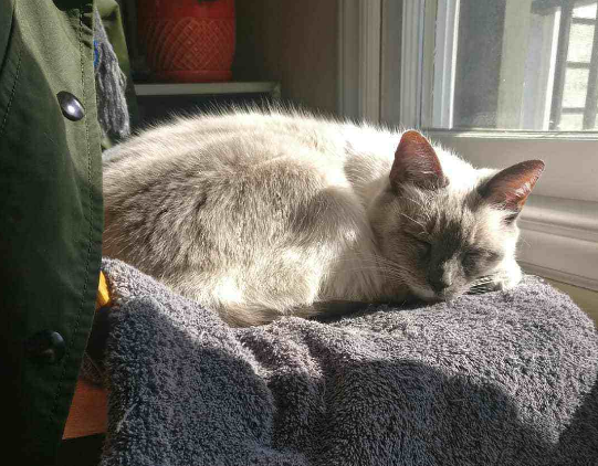 說來你可能不信,貓咪過冬其實也有“南北差異” 說來你可能不信,貓咪過冬其實也有“南北差異”