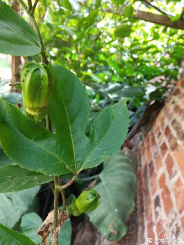 有1種果樹,盆栽地栽也爬藤,總有一款適合你 有1種果樹,盆栽地栽也爬藤,總有一款適合你