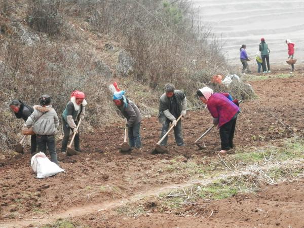湖北大叔種植魚腥草，開發附加產品讓草價翻十倍，一年銷售千萬元