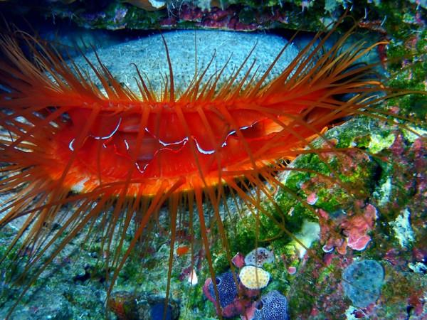 海生物238：閃電貝