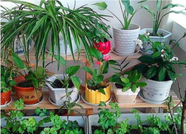 新的一年，想要養好花，要先改正6個&OpenCurlyDoubleQuote;壞習慣&rdquo;