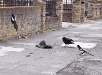 35張罕見的照片，鷹與2只烏鴉2只喜鵲“打群架”，喜鵲與烏鴉一夥