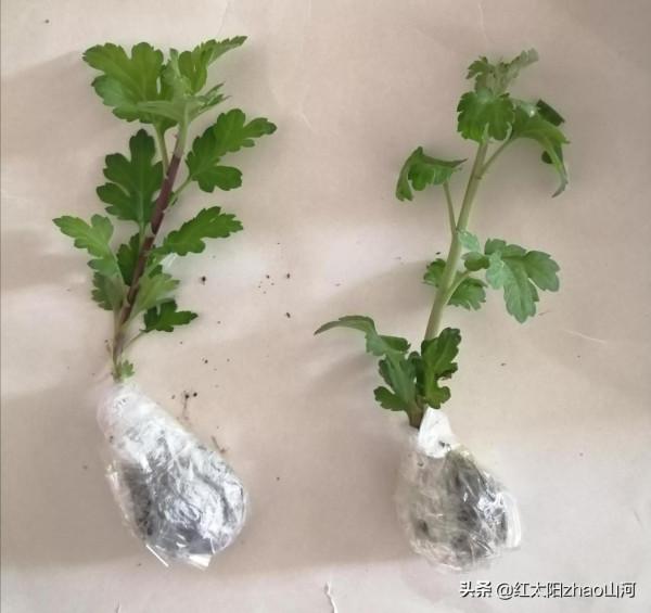 第一次給條友郵遞菊花苗，也還行？