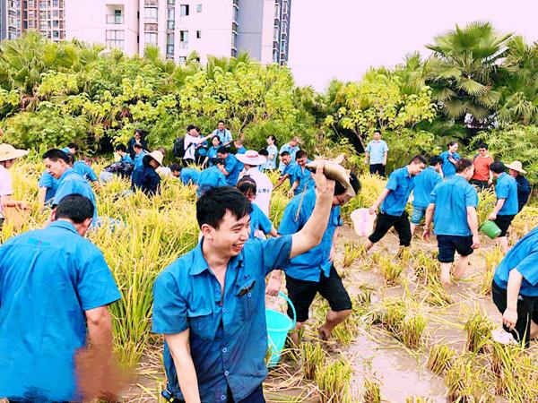 重慶奇觀,30多米高的大廈上2萬平農場熟了,公司忙著收割 重慶奇觀,30多米高的大廈上2萬平農場熟了,公司忙著收割