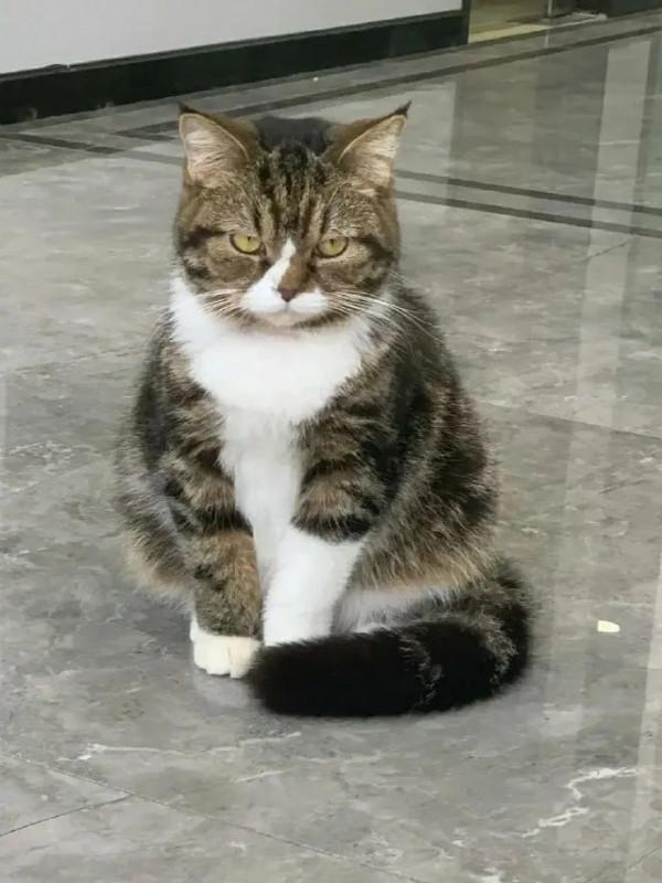 《養貓那些事兒》，笑不活了家人們