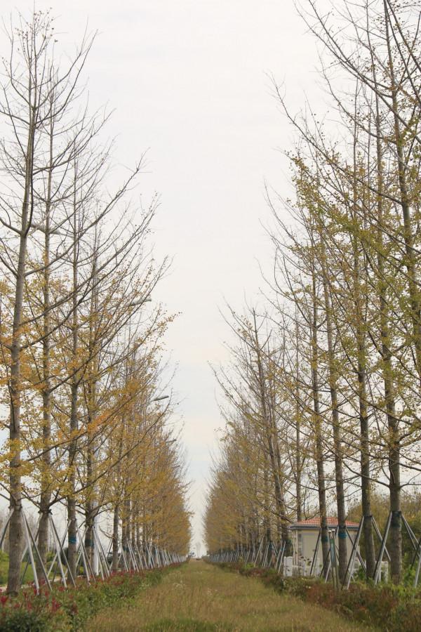 銀杏道的盡頭是大海 銀杏道的盡頭是大海