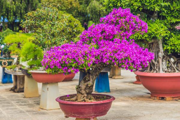 盆景也是一種傳統藝術