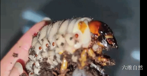 青城山發現兩隻陽彩臂金龜成蟲，還有隻巨型幼蟲，可它們不是家庭