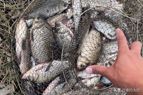 冬季人舒服魚卻難釣，用紅蟲都沒口？不是餌的事，是你釣法有問題