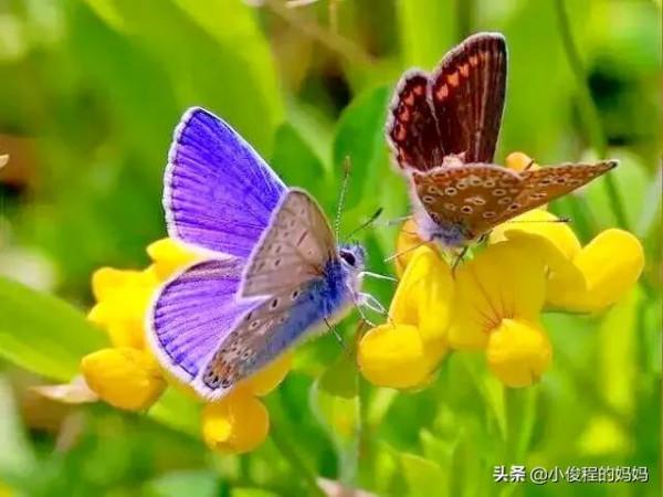 分享圖片-五顏六色的蝴蝶