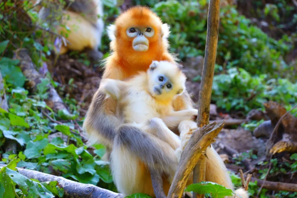 ​中國這7個“很特別”的地方,美如仙境,卻禁止外國人隨意進入 ​中國這7個“很特別”的地方,美如仙境,卻禁止外國人隨意進入